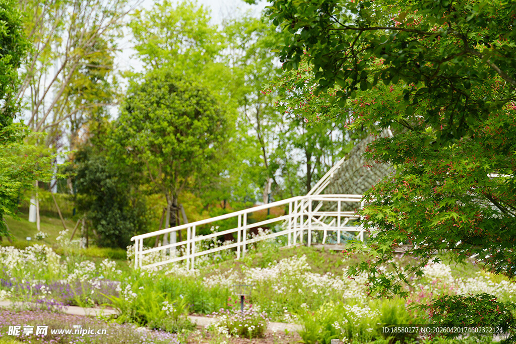 林间木桥 绿意盎然景致