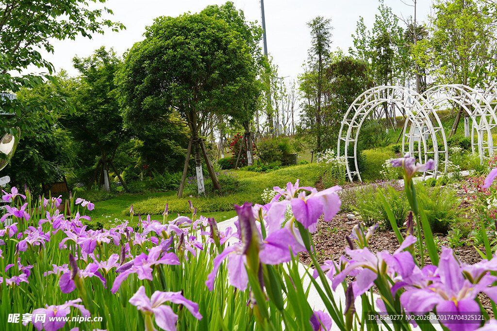 紫色鸢尾花装点的美丽花园