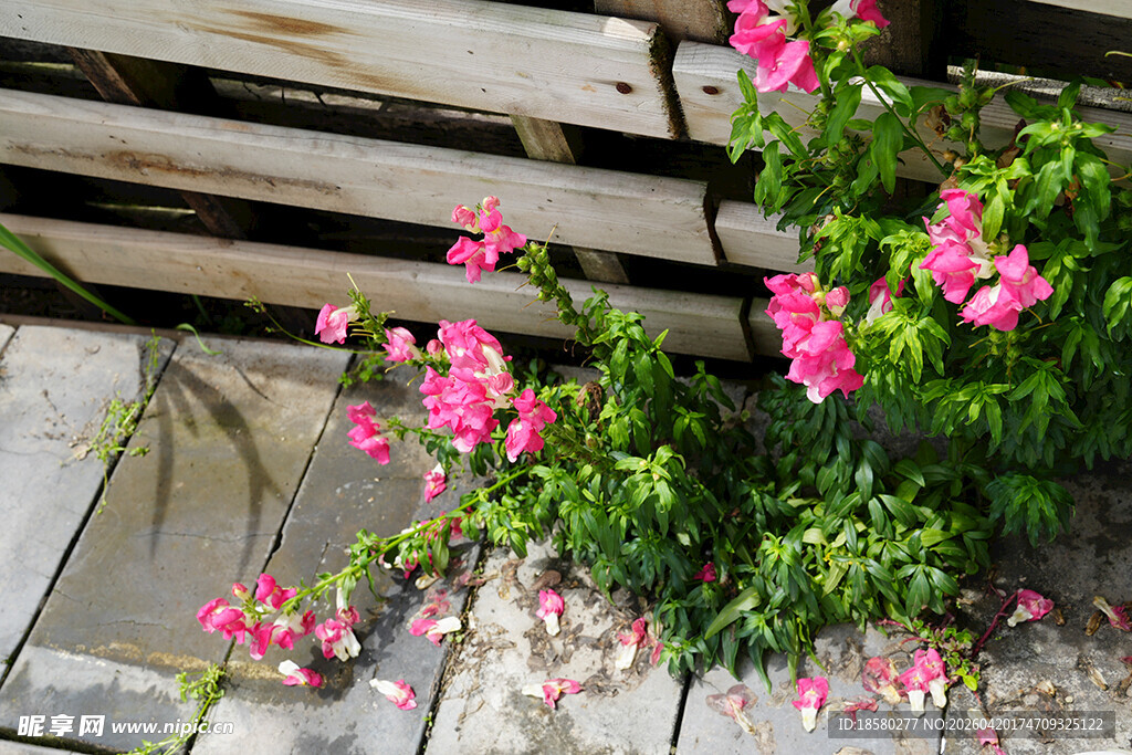 木栈道旁绽放的粉色花朵