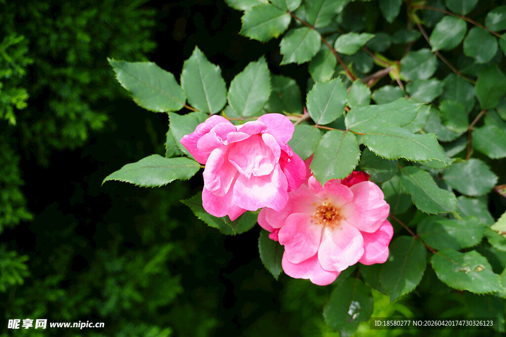 娇艳粉色蔷薇绽放