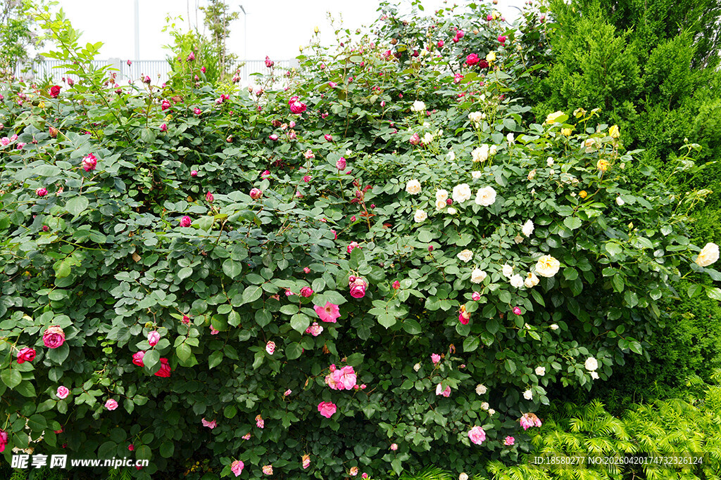 繁花盛开的多彩蔷薇花丛