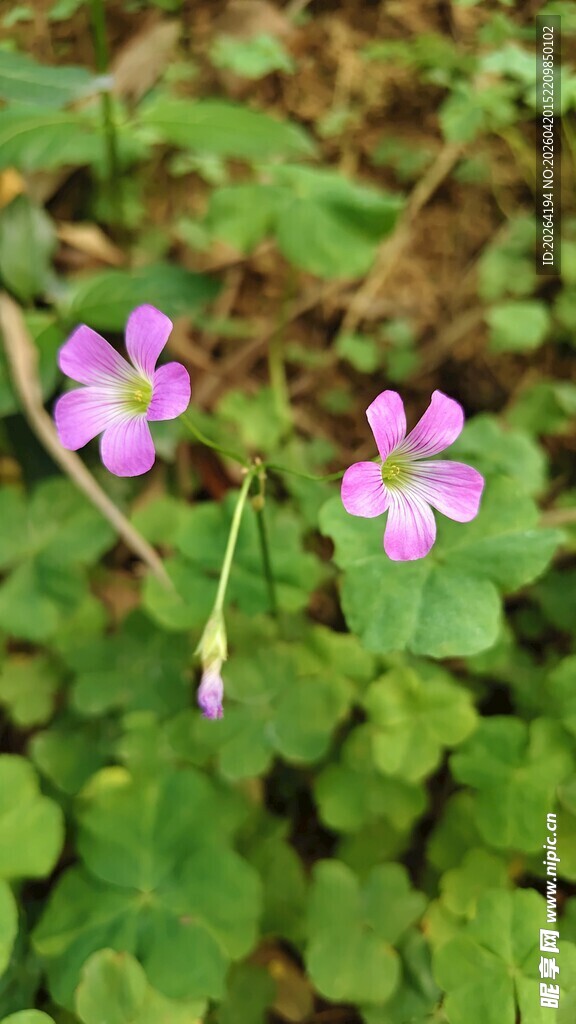 红花酢浆草 三朵紫花绽放绿叶间