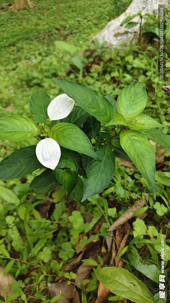 玉叶金花 白色花朵