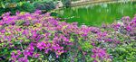 三角梅 繁花簇拥的湖畔美景