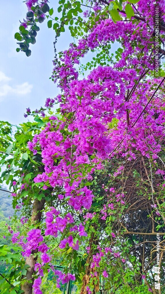 绽放的艳丽三角梅