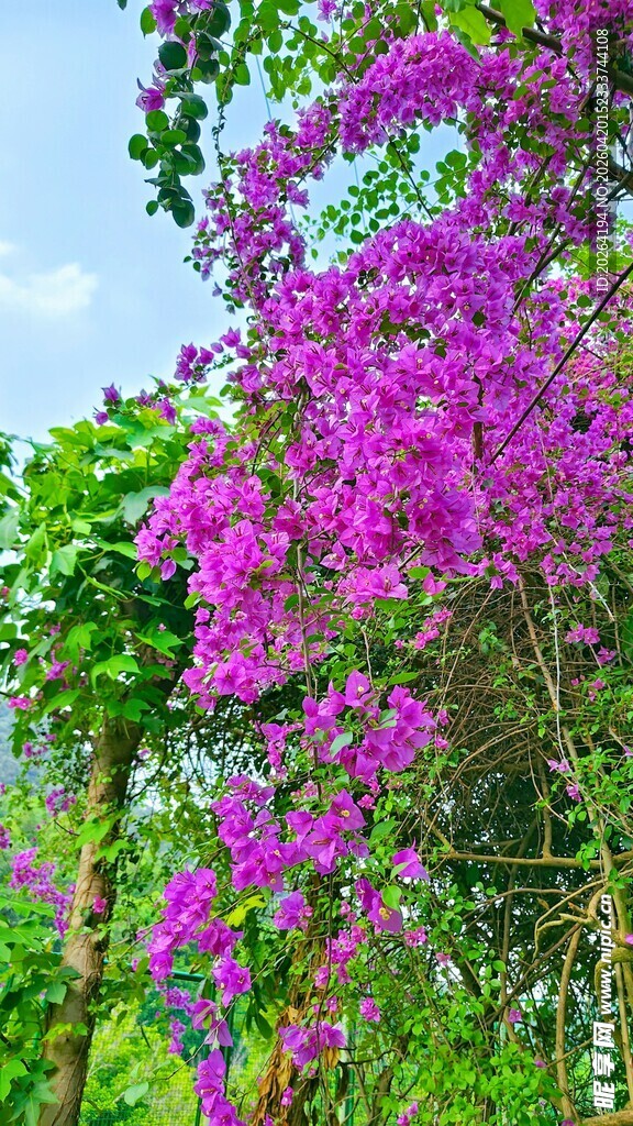 绽放的艳丽三角梅