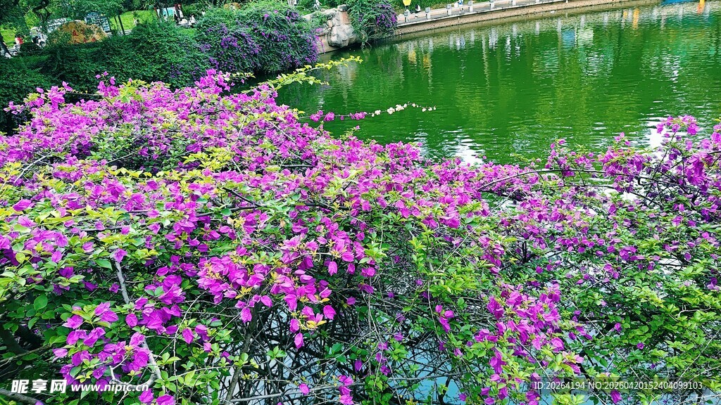 湖畔绚烂花丛美景三角梅