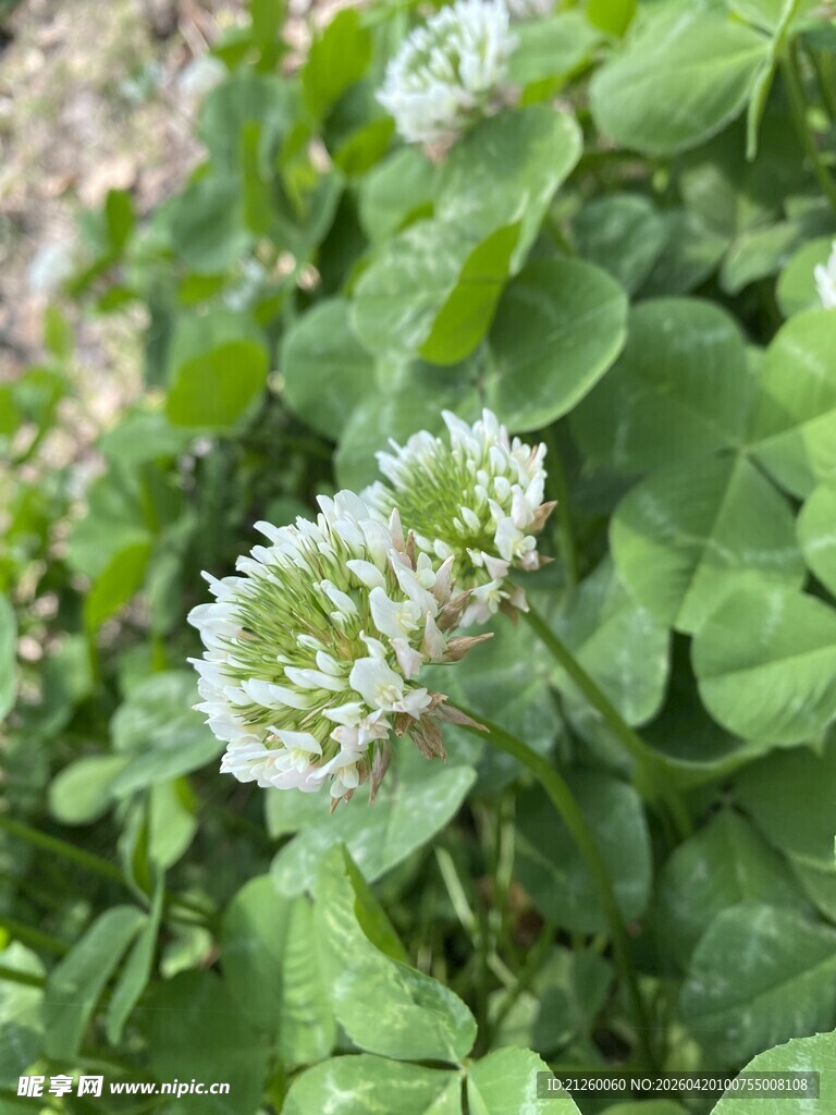 白车轴草