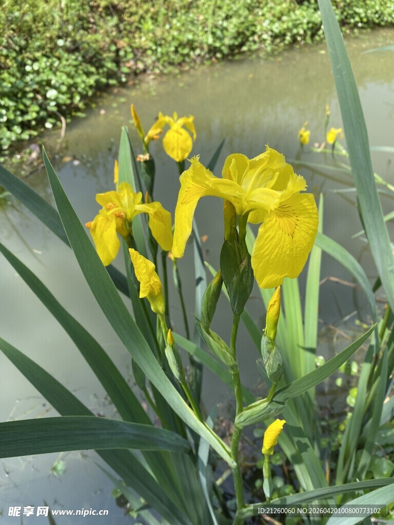 水边绽放的黄色鸢尾花