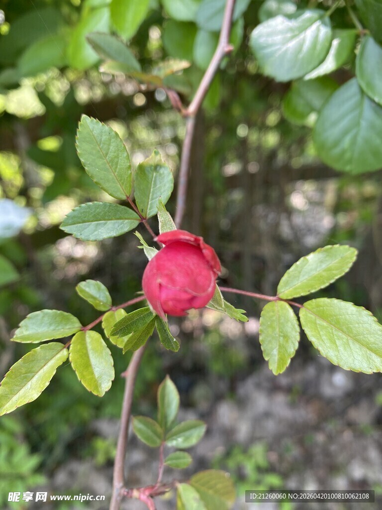 蔷薇花