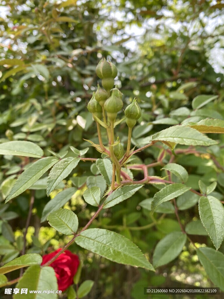 蔷薇