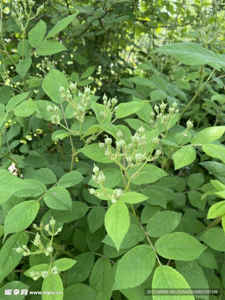 野蔷薇