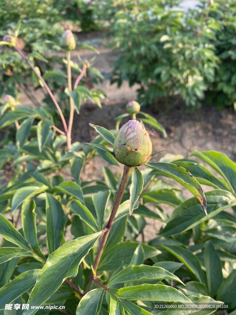 芍药