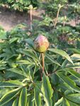 含苞待放的芍药花蕾