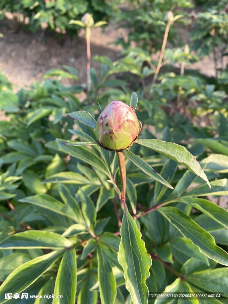 含苞待放的芍药花蕾