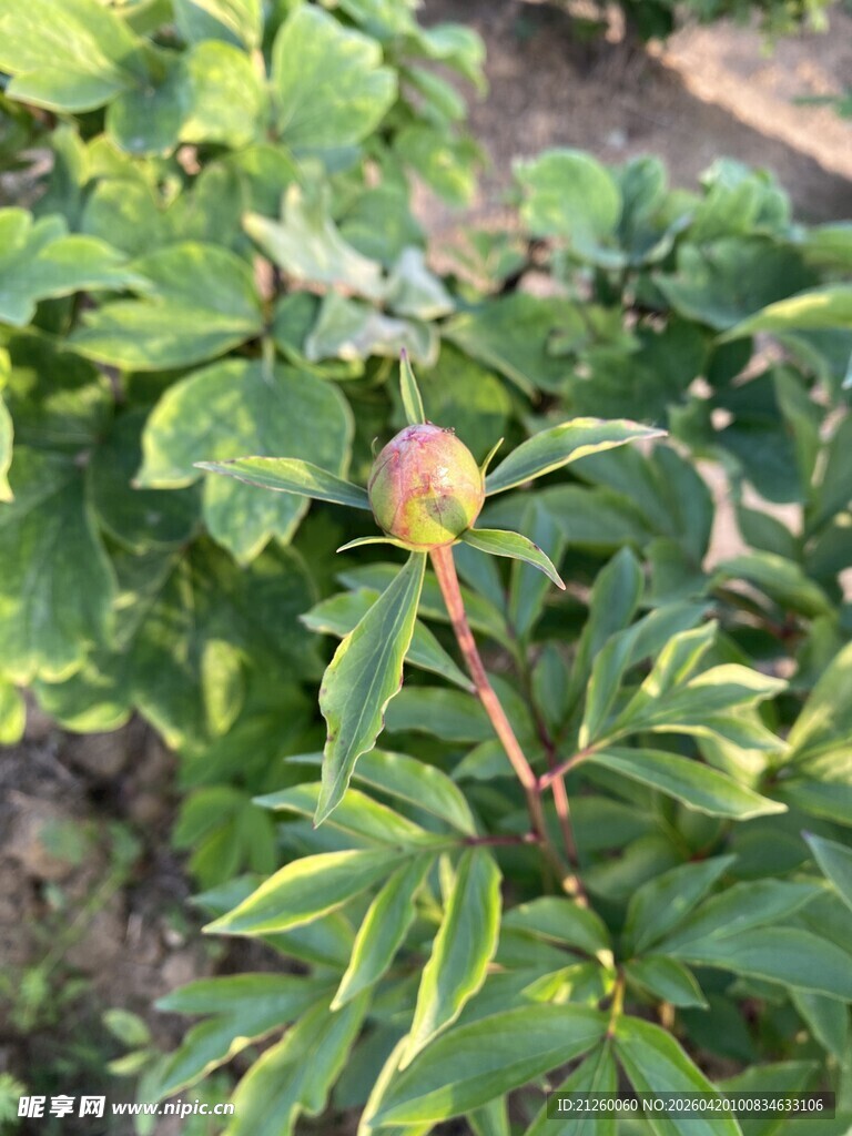 含苞待放的芍药花