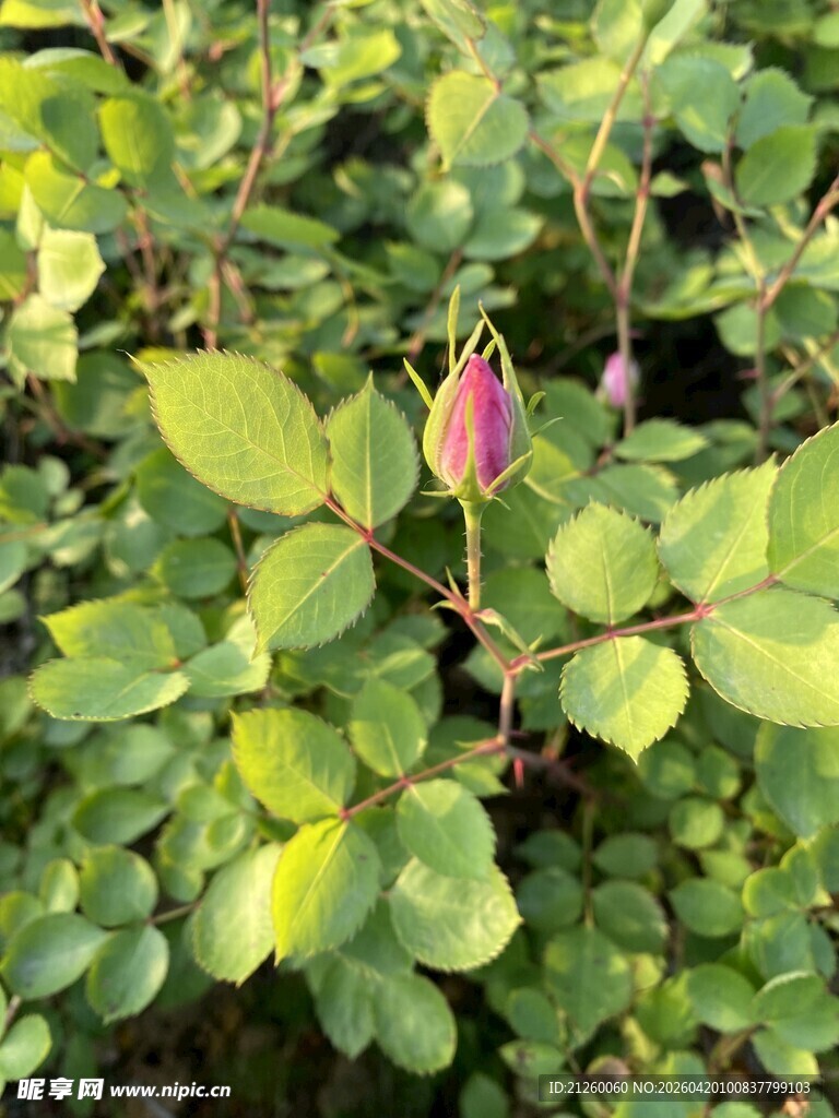 蔷薇