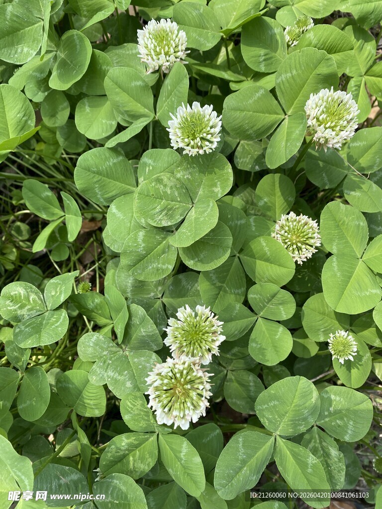 白车轴草