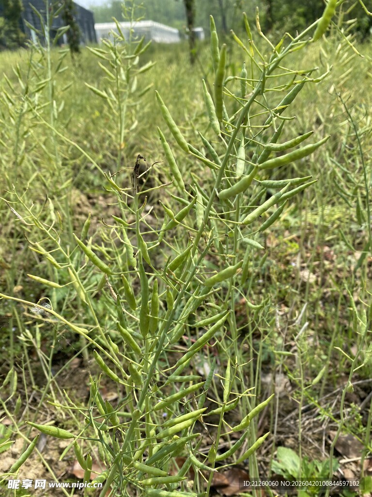 油菜