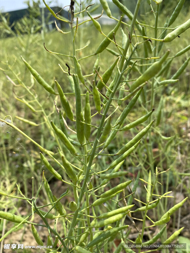 油菜荚