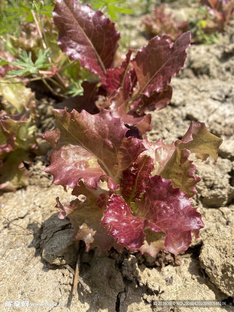 紫叶生菜植株特写