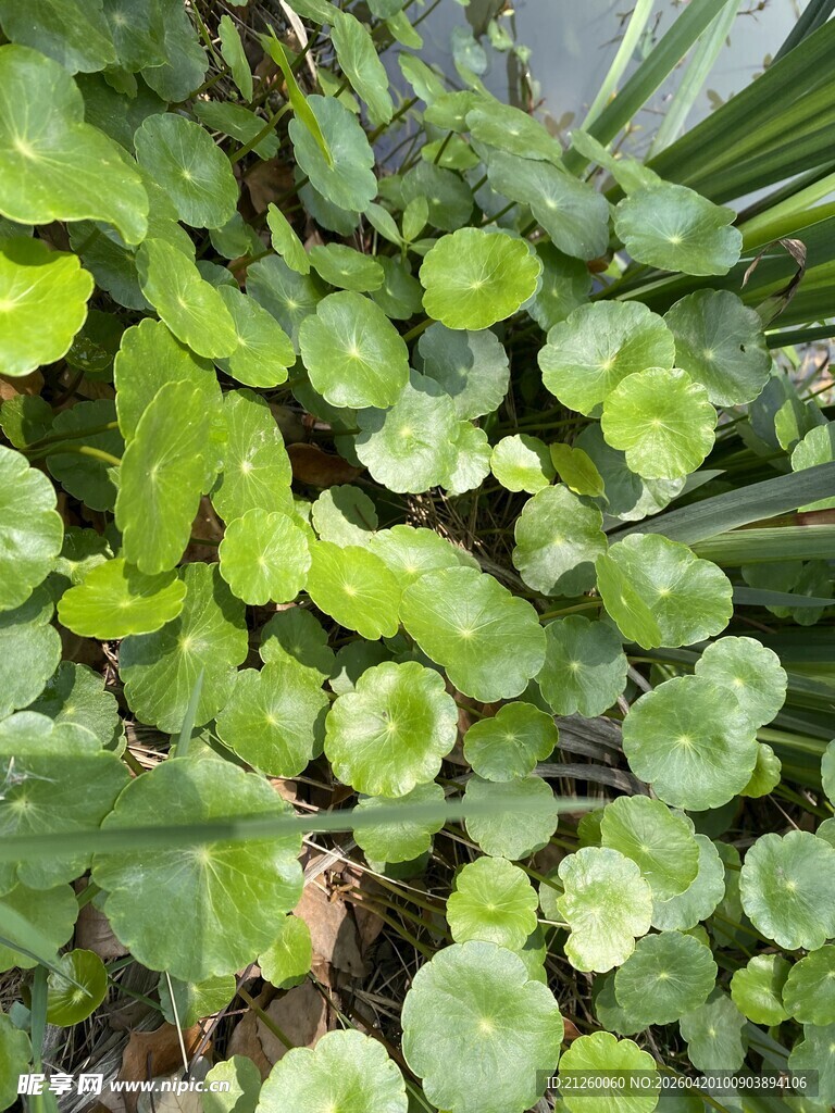 翠绿铜钱草生机盎然
