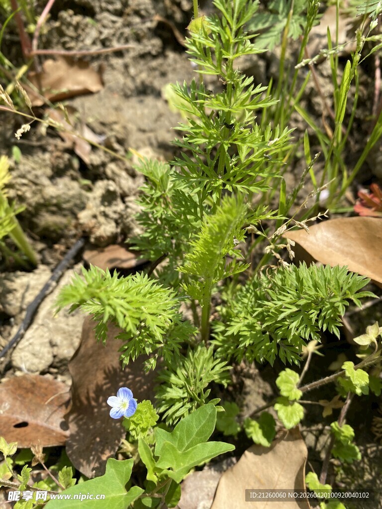 黄花蒿