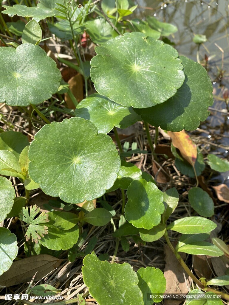 翠绿铜钱草特写
