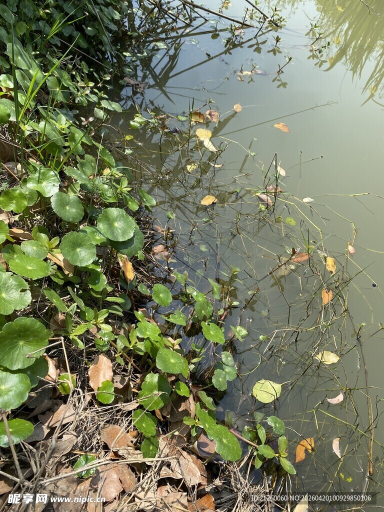 池塘边的水生植物与落叶