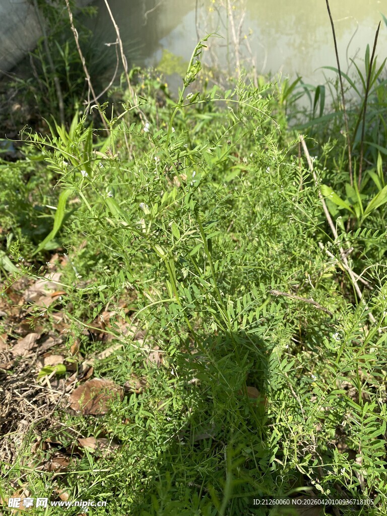 野豌豆