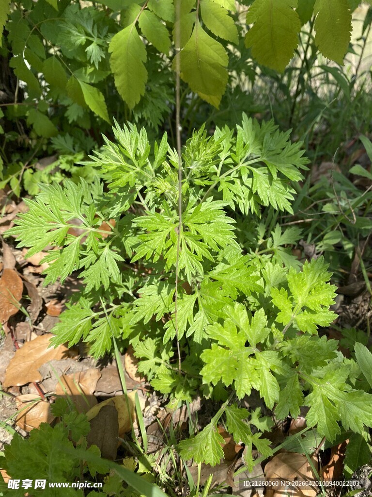 艾草