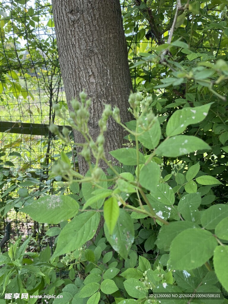多花蔷薇