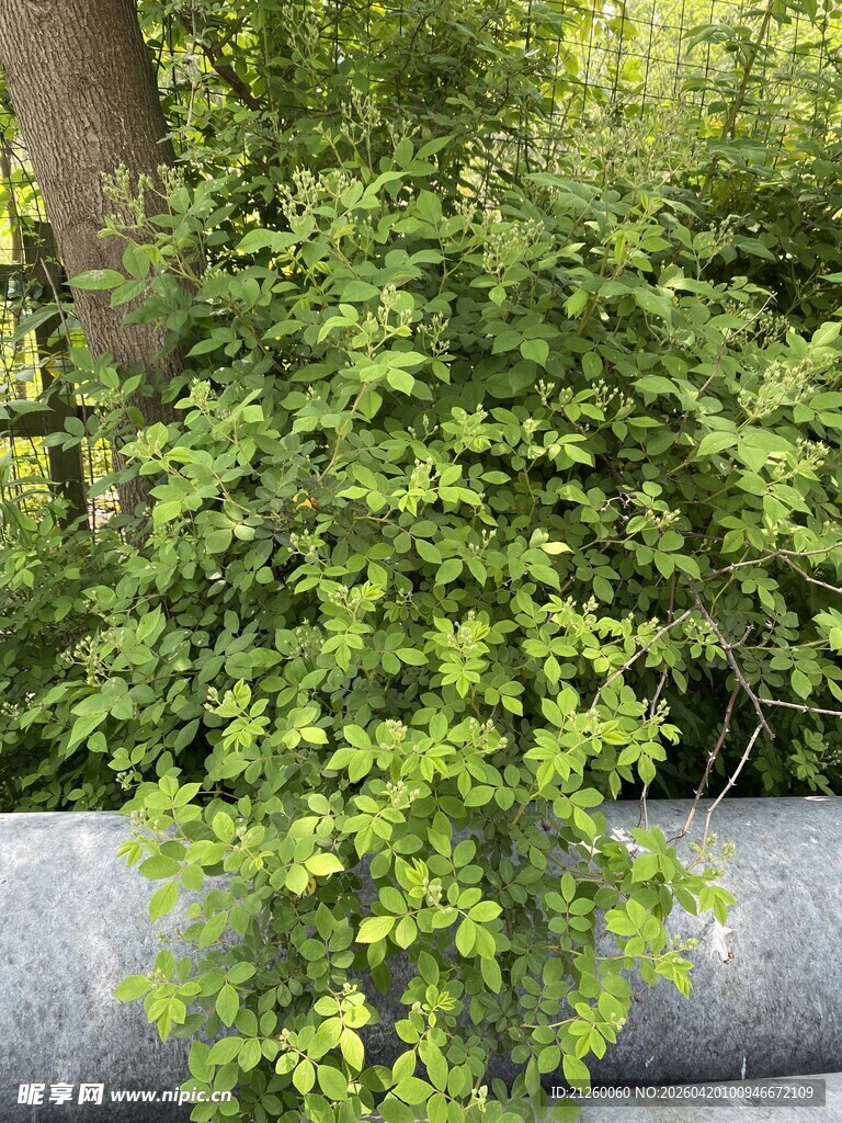 多花蔷薇