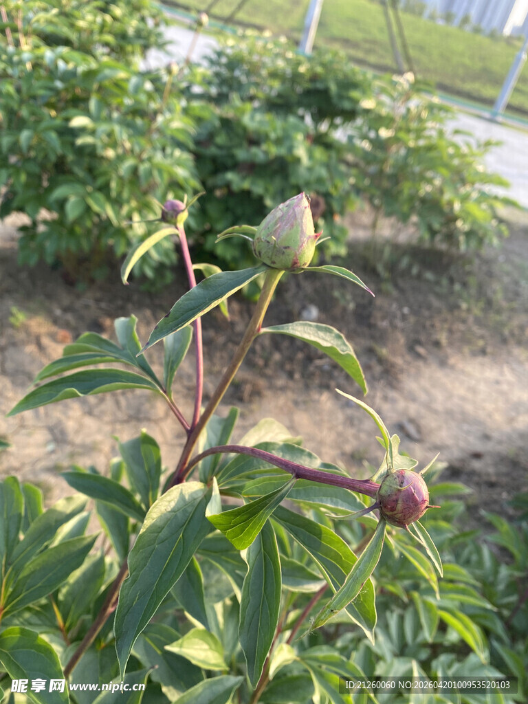 芍药