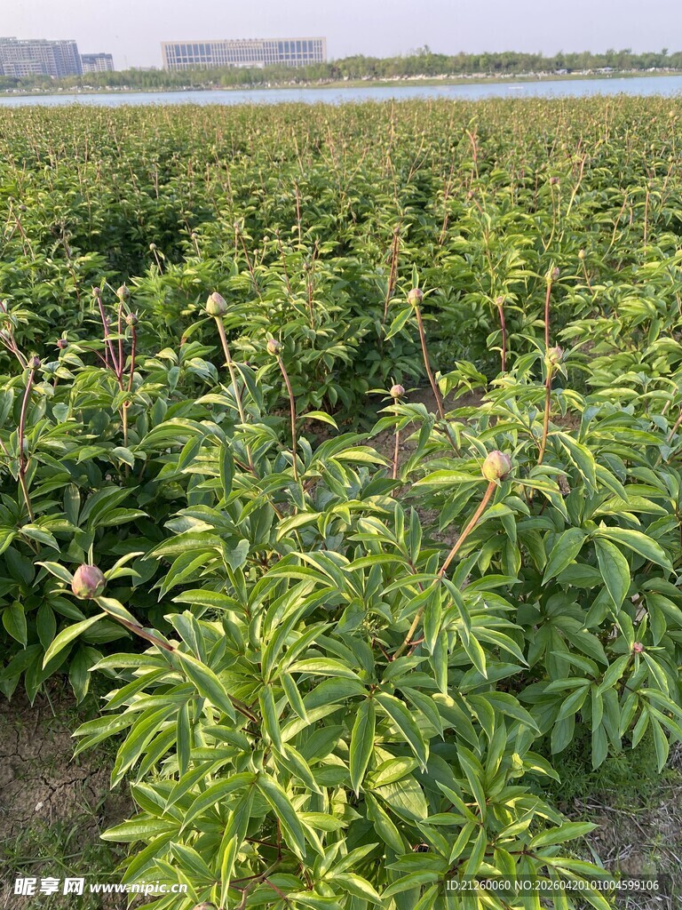 芍药种植田