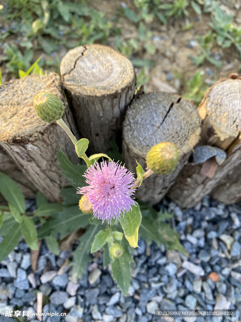 树桩旁绽放的美丽小花