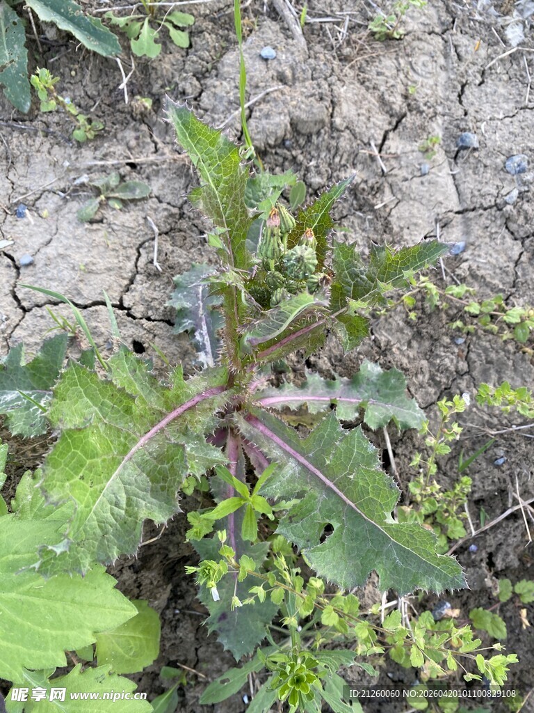 花叶滇苦菜