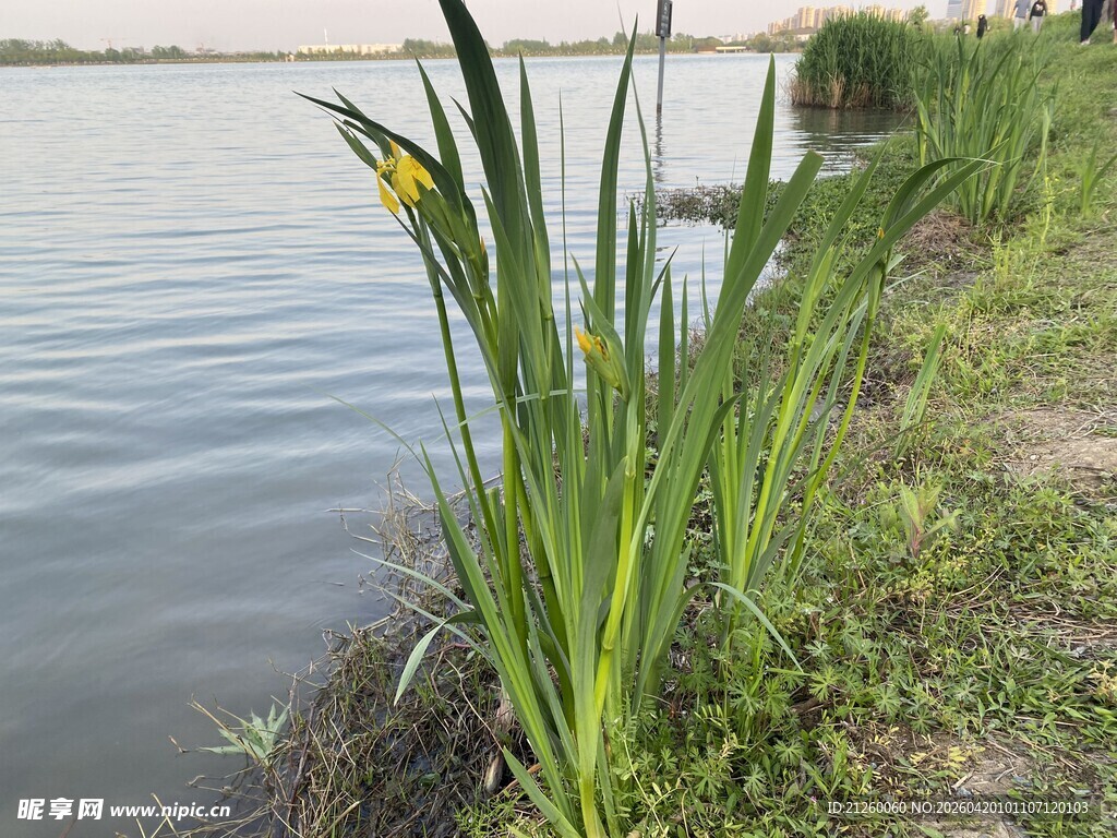 水边菖蒲