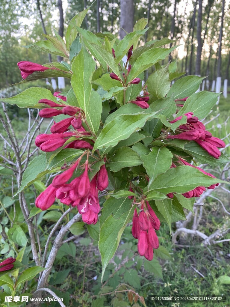 红王子锦带花