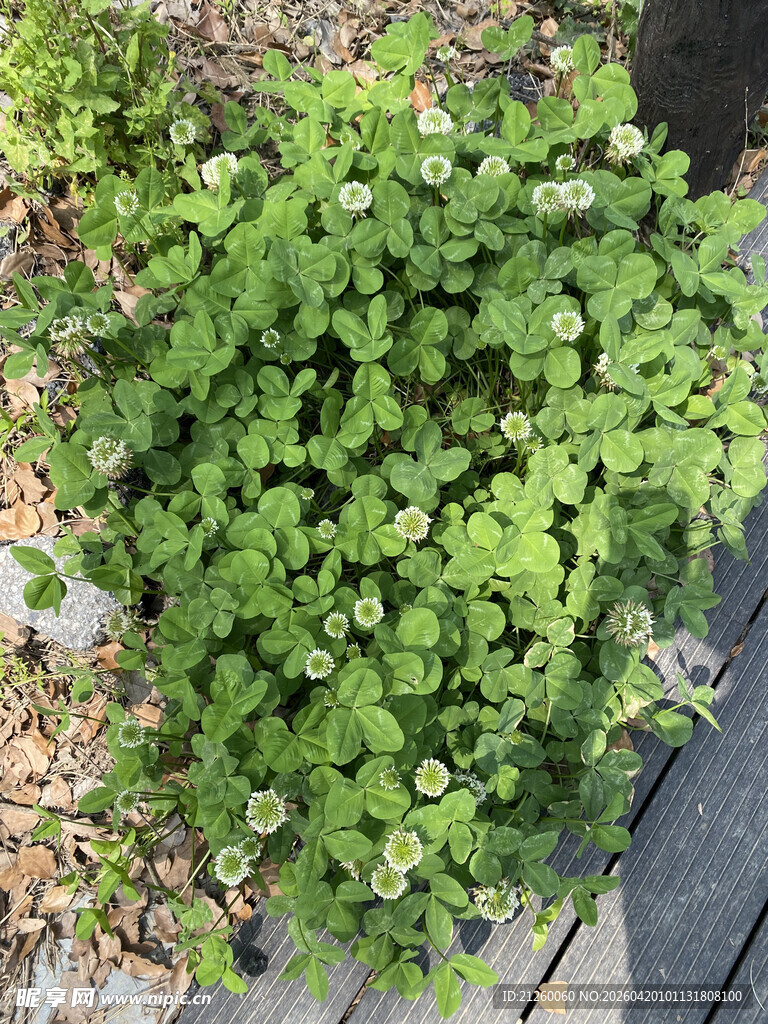 白车轴草