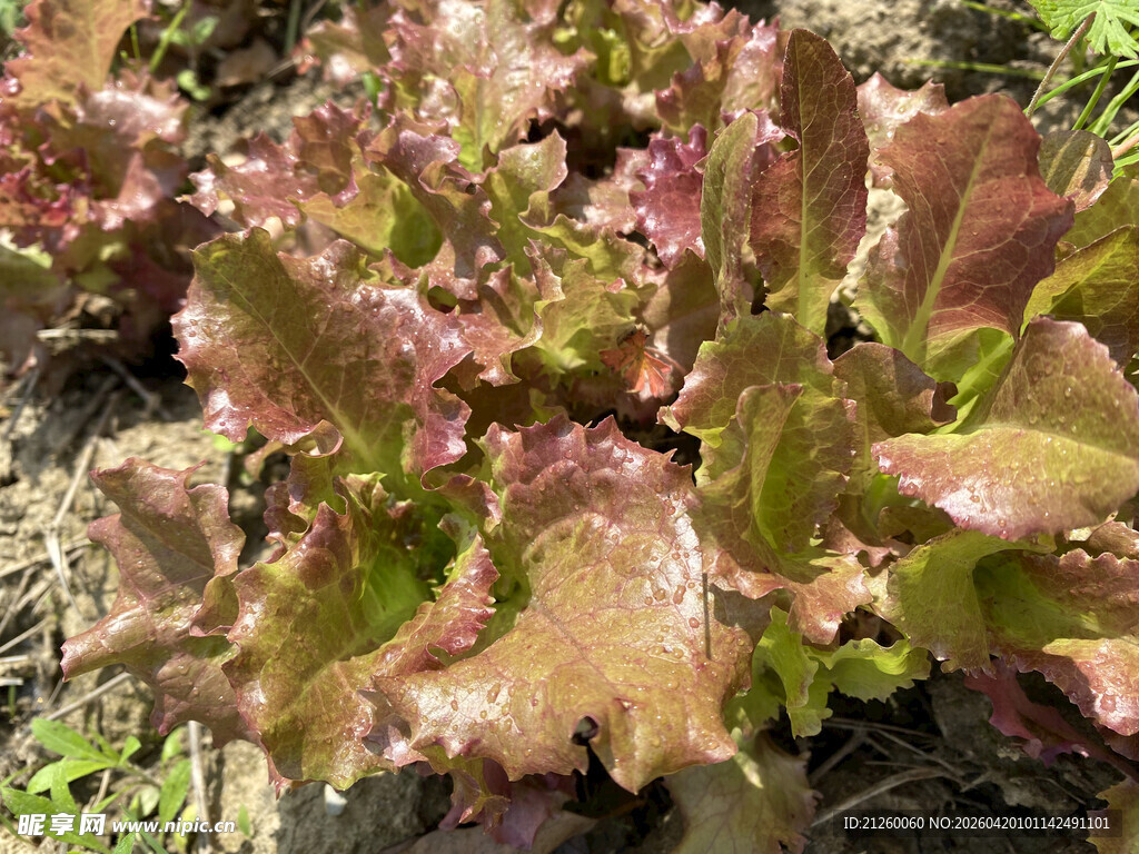 紫叶生菜植株特写