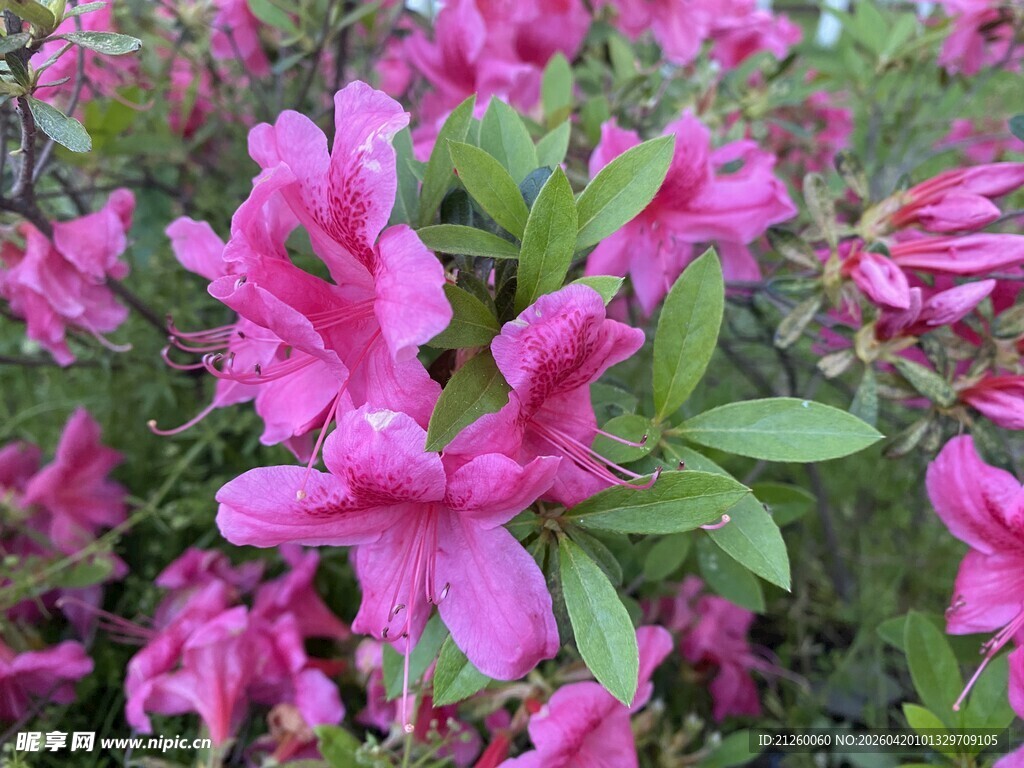 盛开的粉色杜鹃花