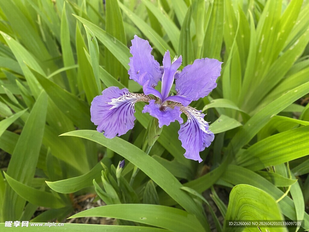 紫色鸢尾花绽放于绿叶间