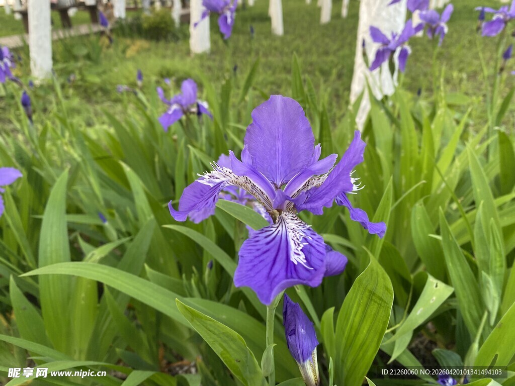 紫色鸢尾花绽放于绿野