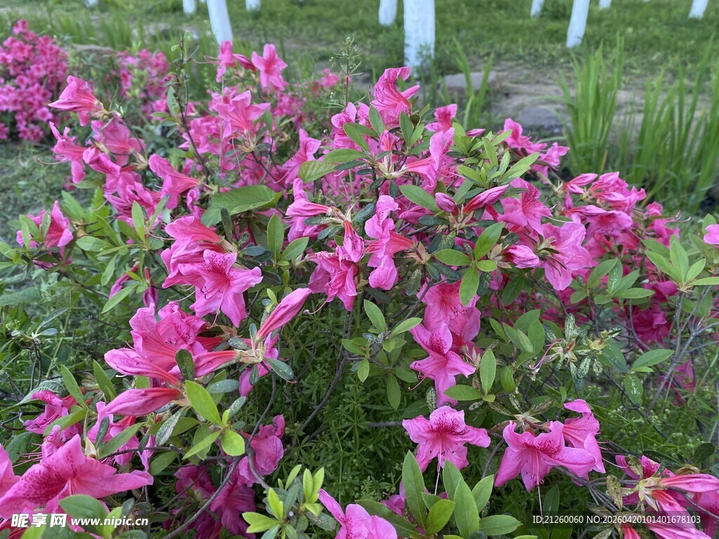 艳丽杜鹃花绽放