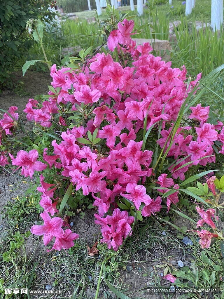 艳丽粉色花丛绽放