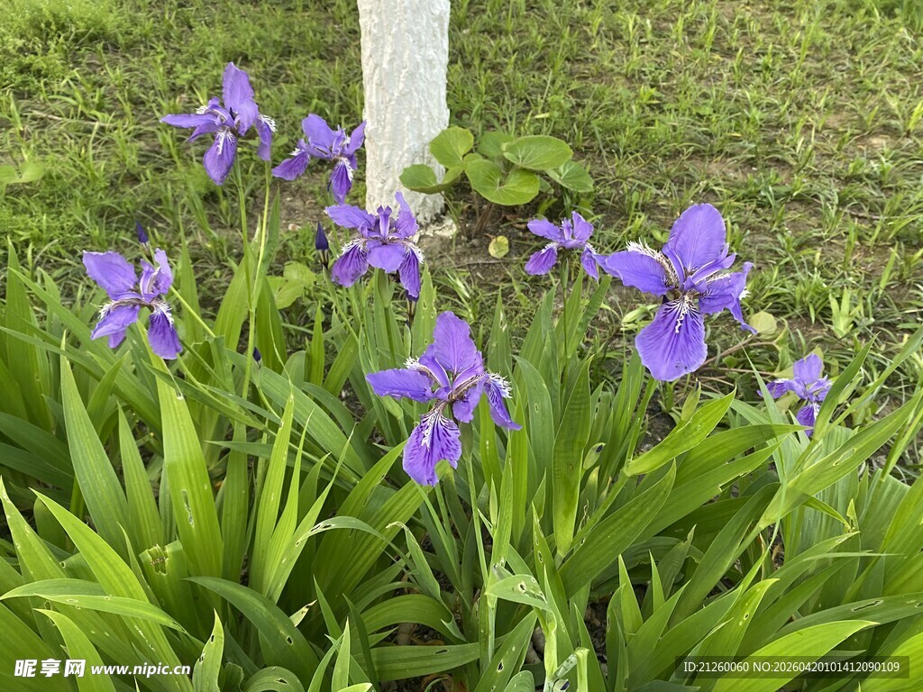 紫色鸢尾花绽放于草地