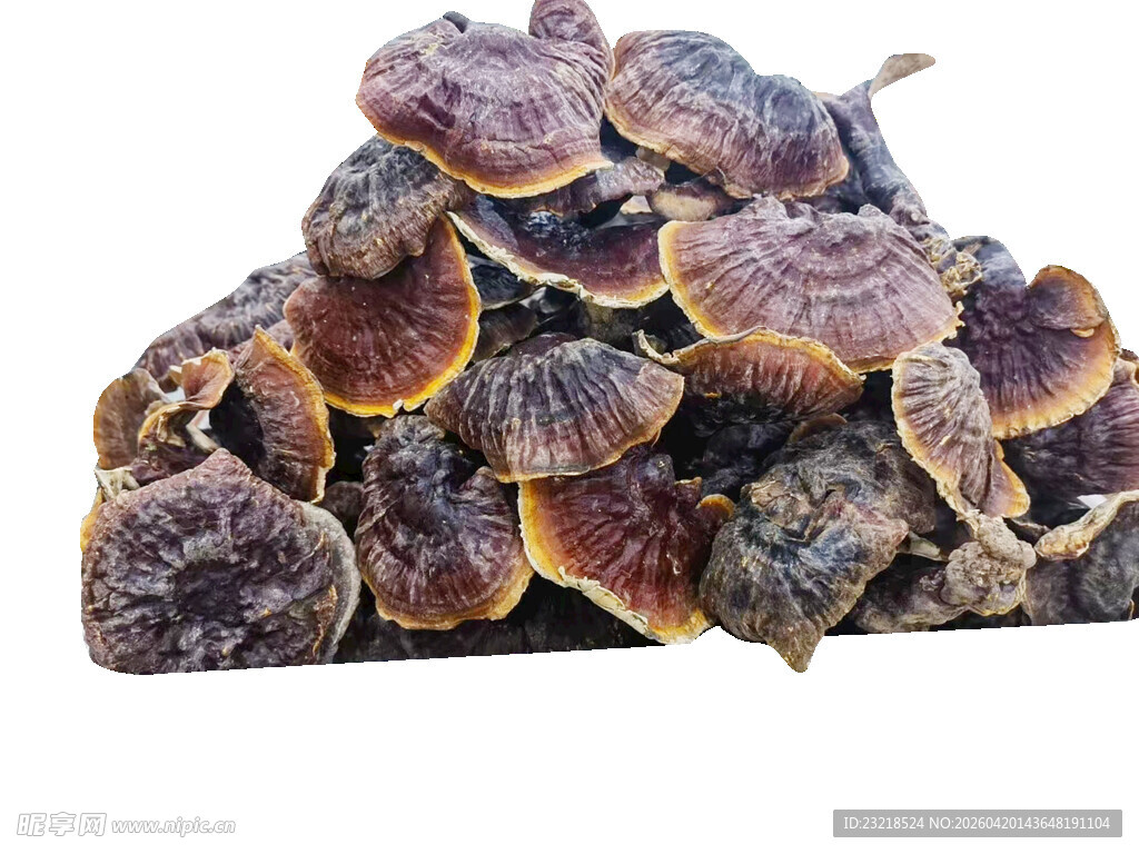 野生灵芝堆叠展示