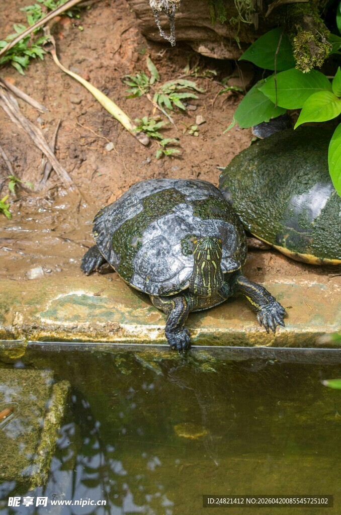 池边休憩的乌龟