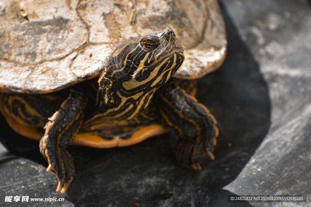 乌龟特写